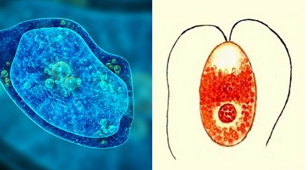 vienšūņu parazīti dizentērija amēba un malārijas plazmodijs