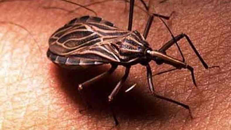 Triotanosoma